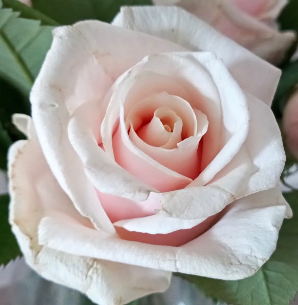 ARose%202