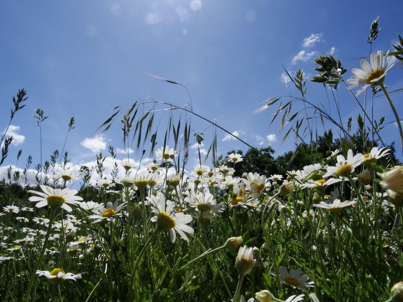 Ever%28Y%29land%20Orchard Ever%28Y%29land%20Orchard