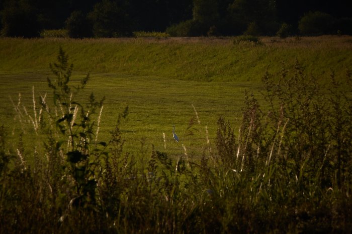 WhiteHeron WhiteHeron