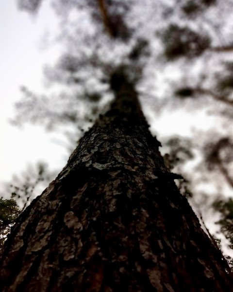 TreeWouldYouDanceWithMe%20NEW